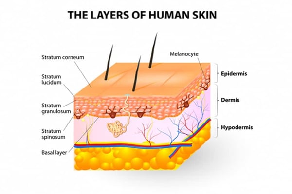 https://www.bepanthen.co.uk/en/understanding-your-skin/your-skins-structure/ 